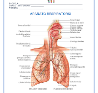 CN_Aparato respiratorio.doc 
